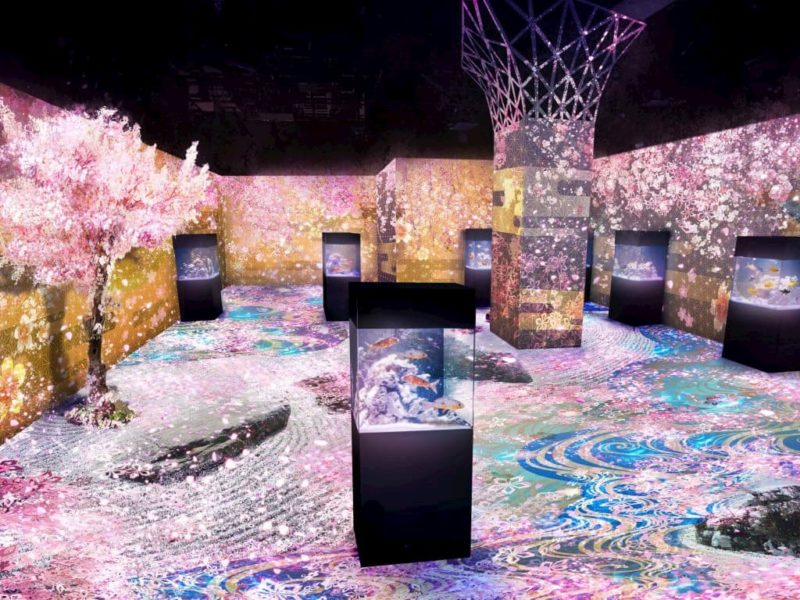 ＮＡＫＥＤ ＳＡＫＵＲＡ ＡＱＵＡＲＩＵＭ