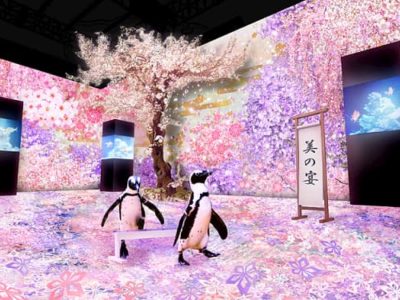 ＮＡＫＥＤ ＳＡＫＵＲＡ ＡＱＵＡＲＩＵＭ