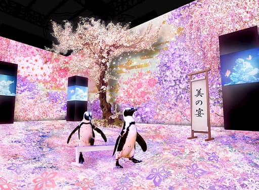 ＮＡＫＥＤ ＳＡＫＵＲＡ ＡＱＵＡＲＩＵＭ