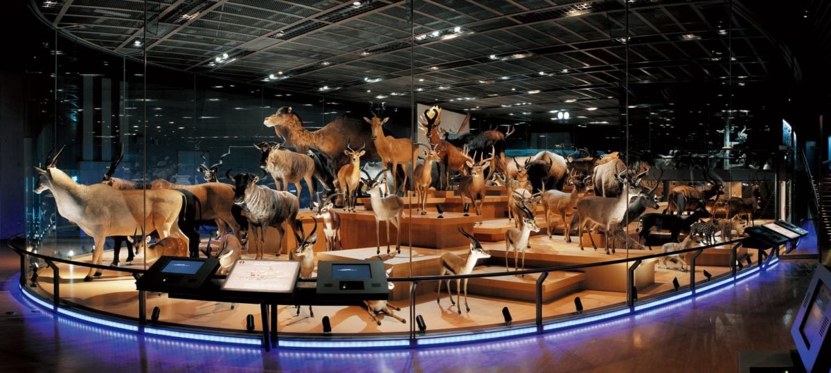 国立科学博物館（館長 林良博）は、 標本収蔵庫に収蔵されている非公開の貴重なコレクションを、 ご自宅からお楽しみいただけるようにVR博物館として公開いたします。 【THE WILDLIFE MUSEUMウェブサイト： https://www.kahaku.go.jp/3dmuseum/yoshimoto-vr/ 】 THE WILDLIFE MUSEUMのバーチャル展示室　（国立科学博物館） THE WILDLIFE MUSEUMのバーチャル展示室　（国立科学博物館） 　国立科学博物館 地球館3F展示室「大地を駆ける生命」は、 多くの哺乳類の剥製が立ち並ぶ人気の展示です。 その剥製の大半は、 ハワイの実業家、 故ワトソンT.ヨシモト氏(1909～2004)より寄贈された約400点の「ヨシモトコレクション」の一部です。 上野に展示されていない剥製は、 通常は国立科学博物館筑波地区標本収蔵庫に収蔵されていて非公開となっています。 国立科学博物館 地球館３階展示室「大地を駆ける生命」 国立科学博物館 地球館３階展示室「大地を駆ける生命」 幻の「WILDLIFE MUSEUM」をVR空間に再現（配信時間：2020年４月30日14時） 　このたび、 これらの非公開の剥製を自由に見学していただけるVR博物館が完成しました。 このVR博物館は、 ヨシモト氏が1992年に開館した幻の私設博物館「WILDLIFE MUSEUM」をイメージしてVR空間に再現しました。 THE WILDLIFE MUSEUMウェブサイト： https://www.kahaku.go.jp/3dmuseum/yoshimoto-vr/ ※「THE WILDLIFE MUSEUM」は、 PCのWebブラウザまたはVRゴーグルでご覧いただくことができます。 詳しい動作条件等はウェブサイトでご確認ください。 （スマートフォンやタブレットには対応していません。 ） THE WILDLIFE MUSEUMのタイトル画面と外観　（国立科学博物館） THE WILDLIFE MUSEUMのタイトル画面と外観　（国立科学博物館） VR博物館の外観は、 1992年にヨシモト氏が私費を投じて開館した博物館「WILDLIFE MUSEUM」そのもののイメージを完全に再現しました。 1992年にハワイにあった実際の「WILDLIFE MUSEUM」の外観　　（国立科学博物館） 1992年にハワイにあった実際の「WILDLIFE MUSEUM」の外観　　（国立科学博物館） 建物内部に入ると、 広大なバーチャル空間が開けていて、 剥製がたくさん並んでいます。 広大なバーチャル空間に24体の動物剥製が展示されています。 　（国立科学博物館） 広大なバーチャル空間に24体の動物剥製が展示されています。 　（国立科学博物館） VR展示だから、 実際の博物館の展示室では不可能なほど、 目前まで近寄って、 好きな角度から動物たちの体をじっくり観察出来ます。 3Dビュー＋VR映像で、 好きなだけ自由にお楽しみいただくことができます。 VRゴーグルで見たアルガリの剥製のイメージ。 近づいてみると標本ラベルが表示されます。 　（国立科学博物館） VRゴーグルで見たアルガリの剥製のイメージ。 近づいてみると標本ラベルが表示されます。 　（国立科学博物館） ナイトモードではライトで照らしながら観察します。 迫力満点のナイトミュージアムです。 　　（国立科学博物館） ナイトモードではライトで照らしながら観察します。 迫力満点のナイトミュージアムです。 　　（国立科学博物館） ヨシモト氏が博物館を作るまでの自伝的な物語など、 剥製の世界を理解して楽しむための解説も充実しています。 今回、 公開する剥製は24体です。 これまで上野本館の常設展には展示されていない剥製がほとんどです。 今後、 順次、 新しい剥製を追加していく予定です。 THE WILDLIFE MUSEUMに展示する剥製 アイベックス、 アフリカスイギュウ、 アルガリ、 イボイノシシ、 オリビカラカル、 カンジキウサギ、 キルクディクディク、 サーバル、 サバンナダイカー、 ジェレヌク、 シタツンガ、 スナイロワラビー、 セグロジャッカル、 セスジダイカー、 ダマジカ、 ニルガイ、 ハーテビースト（全身、 頭部）、 ピューマ、 ブレスボック、 ヘラジカ、 モウコガゼル、 ヤギ（和名 50音順） 国立科学博物館 ホームページ： https://www.kahaku.go.jp/ YouTube： https://www.youtube.com/NMNSTOKYO/ Facebook： https://www.facebook.com/NationalMuseumofNatureandScience/ Twitter： https://twitter.com/museum_kahaku/ Instagram： https://www.instagram.com/kahaku_nmns/